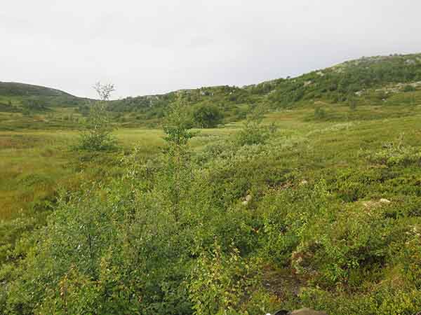 Image description