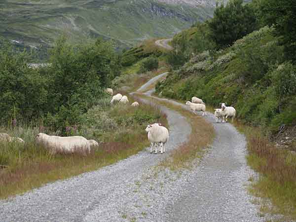 Image description