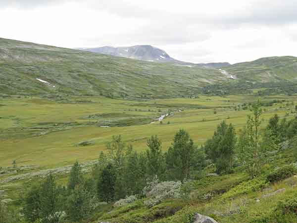 Image description