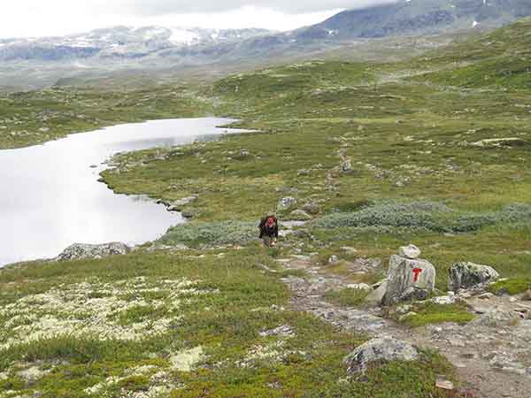 Image description