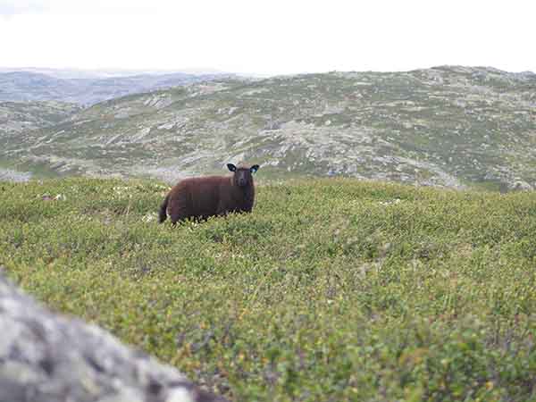 Image description